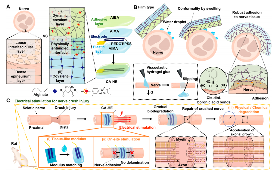 Bio-Inspired Hydrogel-Based Electroceuticals for Peripheral Nerve Regeneration 사진