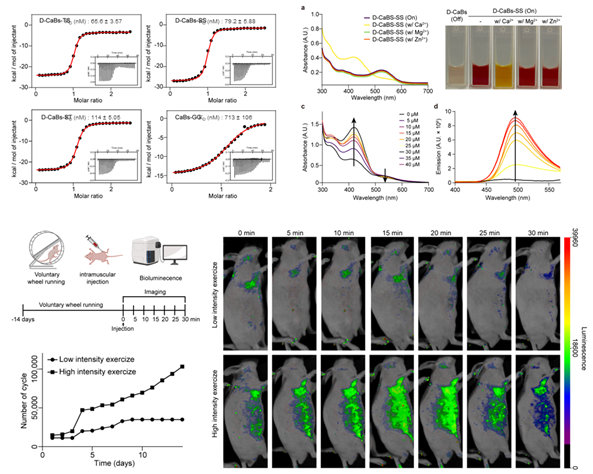 Functional Neurovascular Mapping (Director Seong-Gi Kim, Collaborating with Yongho Kim)