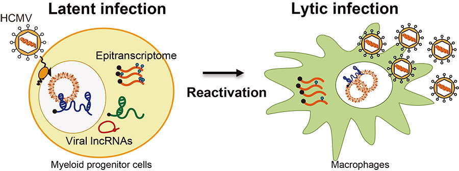 Latent infection Reactivation Lytic infection
