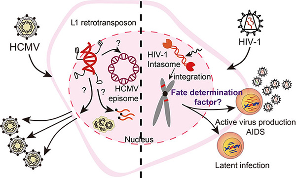 Nucleus HCMV HIV-1