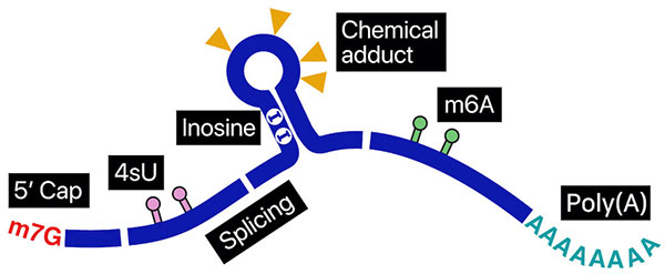 5'Cap,4sU,Inosine,Splicing,Chemical adduct, m6a, Poly(A)