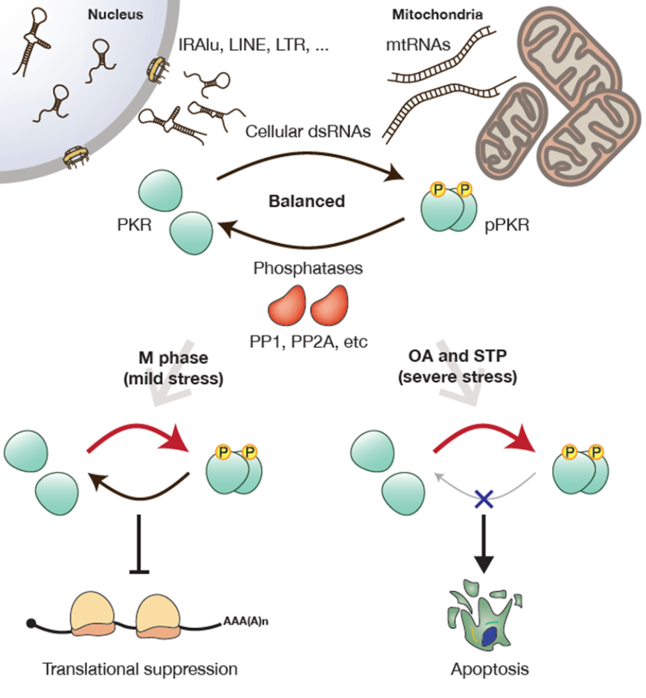 RNA