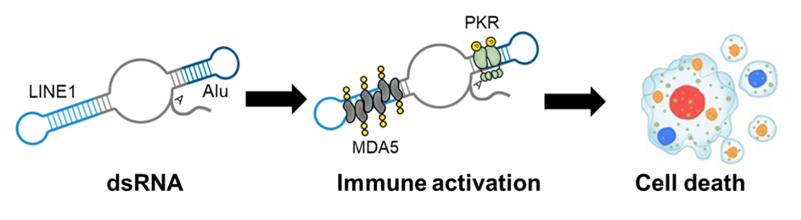 RNA