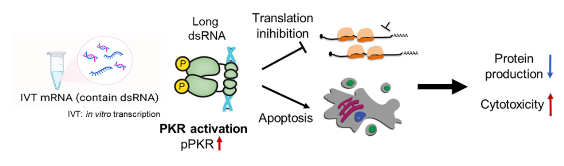 RNA