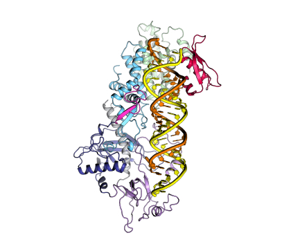 Structure of the human DICER–pre-miRNA complex in a dicing state​