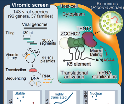 Functional viromic screens uncover regulatory RNA elements​