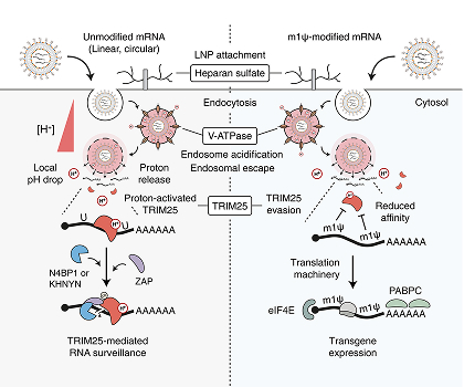 Innate immune responses against mRNA vaccine promote cellular immunity through IFN-β at the injection site
